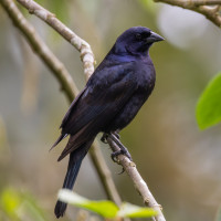 Shiny Cowbird